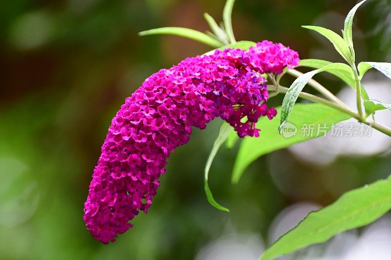 budleja / Butterfly Bush /夏季丁香